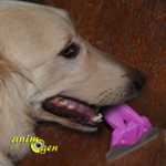 Accessoire pour chiens : brosse Ween, pour éliminer les poils morts