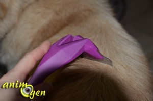Accessoire pour chiens : brosse Ween, pour éliminer les poils morts