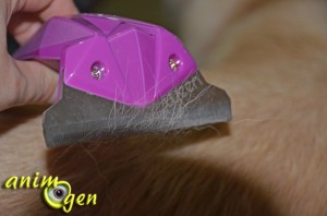 Accessoire pour chiens : brosse Ween, pour éliminer les poils morts