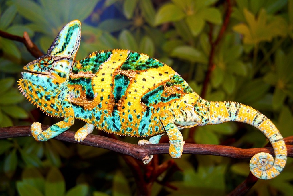 Le caméléon voilé, ou Chameleo calyptratus 