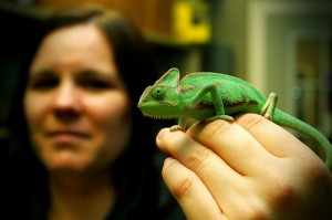 Le caméléon voilé, ou Chameleo calyptratus 