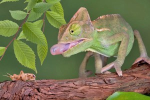 Le caméléon voilé, ou Chameleo calyptratus 