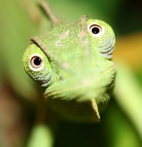 Le caméléon voilé, ou Chameleo calyptratus 