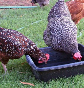 Comment aider nos poules à supporter la chaleur en été ?