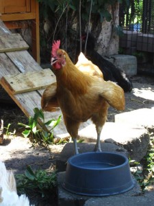 Comment aider nos poules à supporter la chaleur en été ?