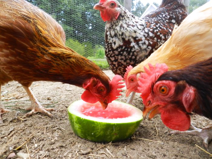 Comment aider nos poules à supporter la chaleur en été ?