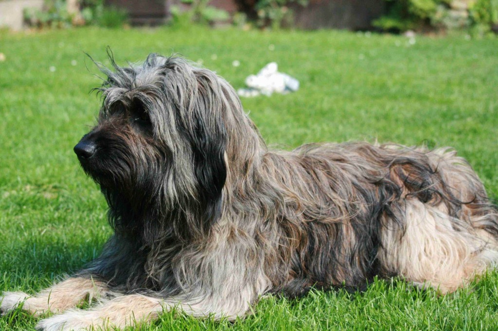 Le chien de berger catalan, ou Gos d'Atura Catala, un compagnon tout-terrain