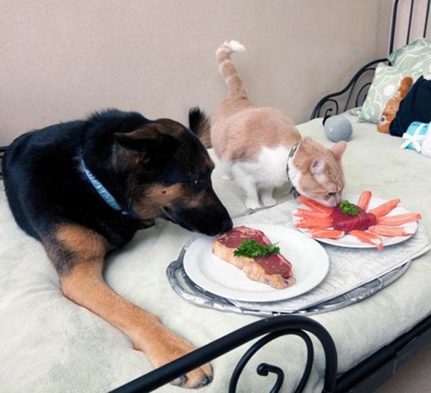 Chambre Pour Chien : Un hôtel de luxe pour chiens et chats, pour des vacances de rois … Chambre Pour Chien : Un hôtel de luxe pour chiens et chats, pour des vacances de rois …