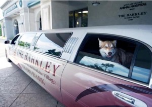 Un hôtel de luxe pour chiens et chats, pour des vacances de rois !