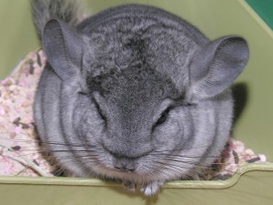 chinchilla-nouveau-congénère-présentation-comportement-présenter-comment-organiser-précaution-conseil-rongeurs-nac-animaux-animal-compagnie-animogen-