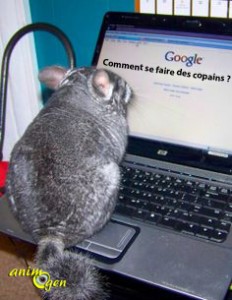 chinchilla-nouveau-congénère-présentation-comportement-présenter-comment-organiser-précaution-conseil-rongeurs-nac-animaux-animal-compagnie-animogen-