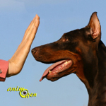 Les problèmes de comportement liés à la communication entre maîtres et chiens