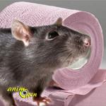 Santé : la diarrhée chez le rat (causes, symptômes, traitement)
