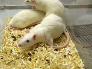 Santé : la diarrhée chez le rat (causes, symptômes, traitement)