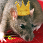 Comportement : mise au point de la hiérarchie chez les rats (rapports de dominance)