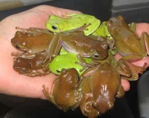 La rainette de White (Litoria caerulea), une grenouille arboricole idéale pour un débutant 