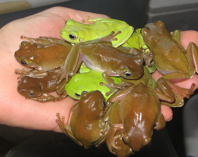 La de White (Litoria caerulea), une grenouille arboricole — free download