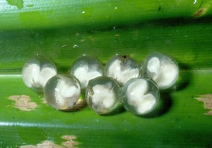 La rainette de White (Litoria caerulea), une grenouille arboricole idéale pour un débutant 