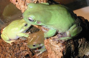 La rainette de White (Litoria caerulea), une grenouille arboricole idéale pour un débutant 