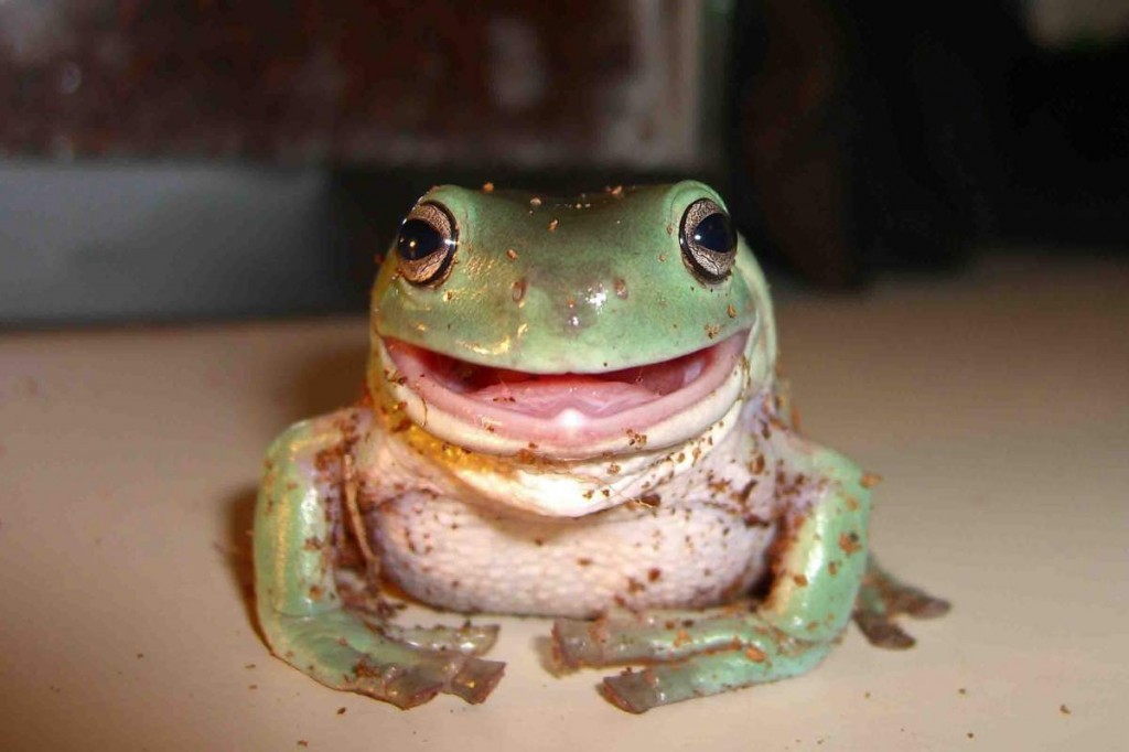 La rainette de White (Litoria caerulea), une grenouille arboricole idéale pour un débutant 