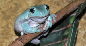 La rainette de White (Litoria caerulea), une grenouille arboricole idéale pour un débutant 