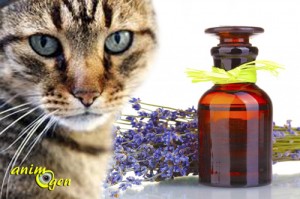 La toxicité des huiles essentielles pour les chats