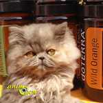 La toxicité des huiles essentielles pour les chats