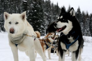 Le Husky sibérien, l'énergie à l'état pur