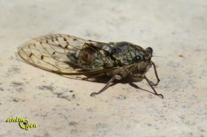 La cigale : vie, chant et moeurs de l'insecte qui nous enchante tout l'été