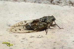 La cigale : vie, chant et moeurs de l'insecte qui nous enchante tout l'été