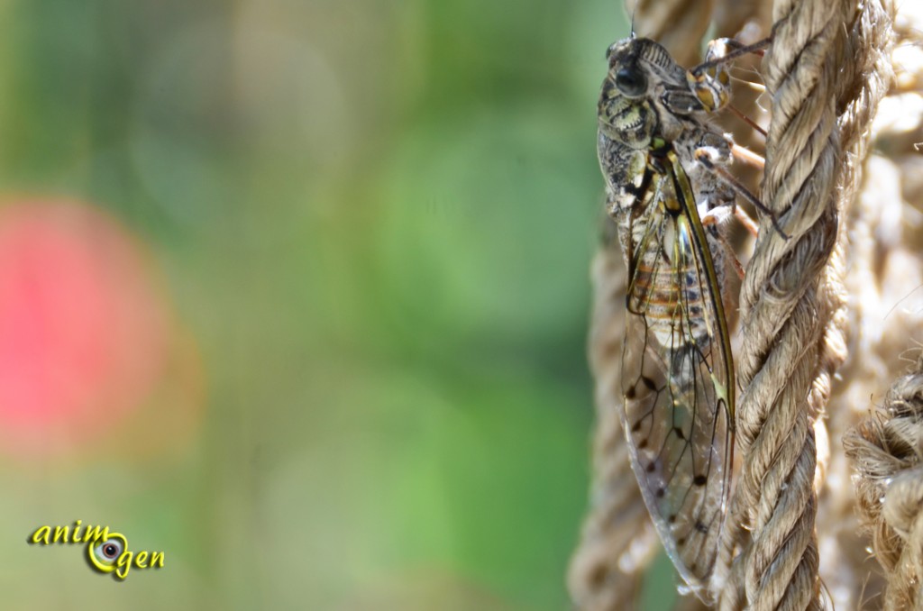 La cigale : vie, chant et moeurs de l'insecte qui nous enchante tout l'été