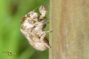 La cigale : vie, chant et moeurs de l'insecte qui nous enchante tout l'été