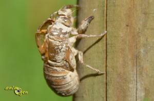 La cigale : vie, chant et moeurs de l'insecte qui nous enchante tout l'été