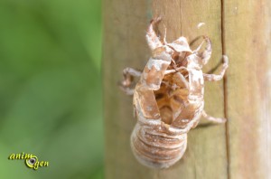 La cigale : vie, chant et moeurs de l'insecte qui nous enchante tout l'été