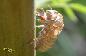 La cigale : vie, chant et moeurs de l'insecte qui nous enchante tout l'été