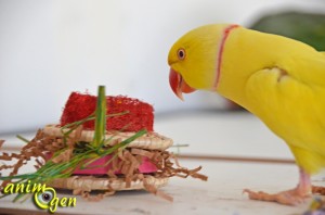 Jeu de foraging pour perroquets : hamburgers en feuille de bananier, papier, loofah, raphia