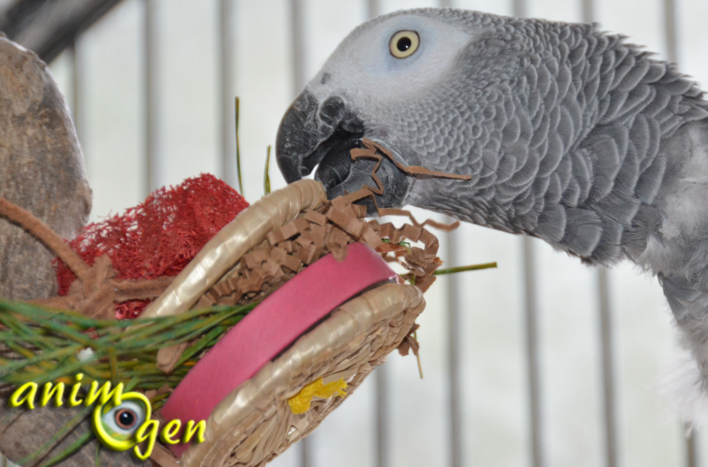 Jeu de foraging pour perroquets : hamburgers en feuille de bananier, papier, loofah, raphia