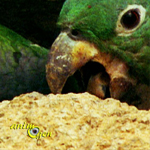 Pourquoi les perroquets ingèrent-ils des minéraux ?