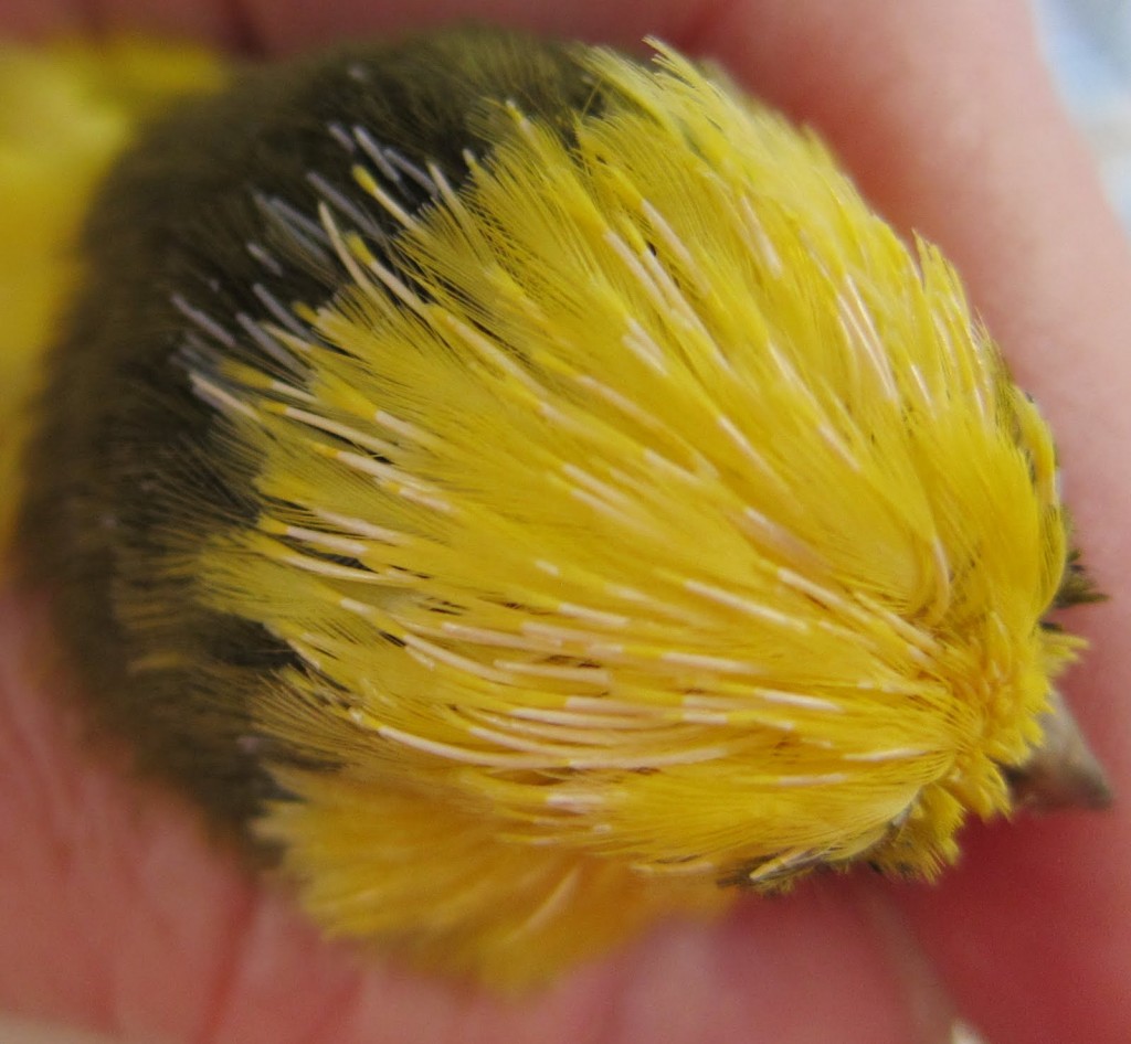 Santé des plumes : la mue annuelle chez le canari (déroulement et précautions)