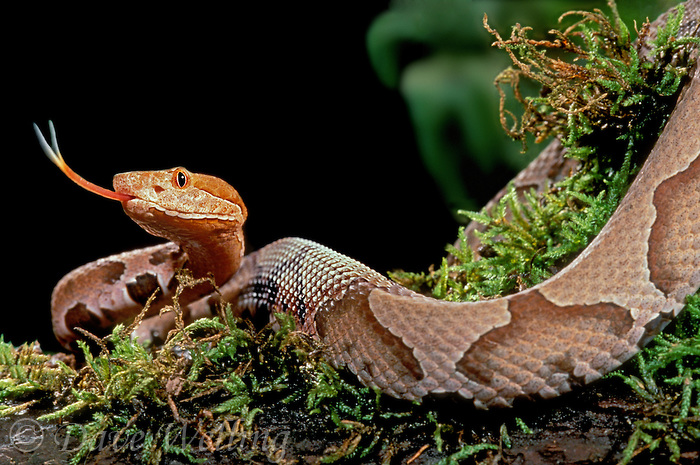 Résultat de recherche d'images pour "animaux serpent"