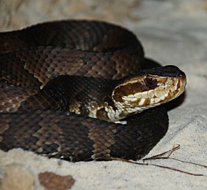 Science : découverte de deux espèces de serpents se reproduisant sans mâle