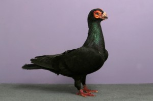 Le pigeon Barbe, un "drôle d'oiseau" d'ornement