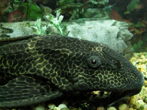 Le Pleco, ou Plecostomus un poisson d'eau douce aux idées de grandeur