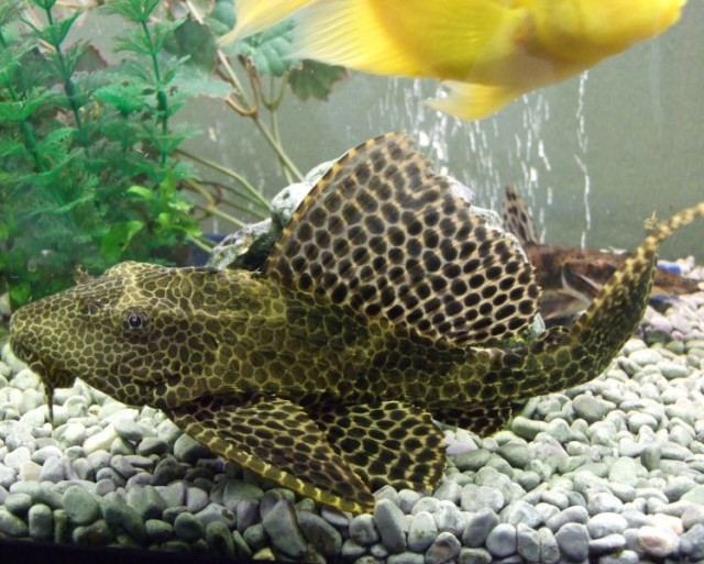 Le Pleco, ou Plecostomus un poisson d'eau douce aux idées de grandeur