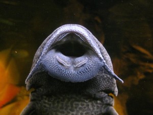 Le Pleco, ou Plecostomus un poisson d'eau douce aux idées de grandeur