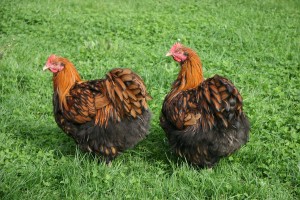 Le top 12 des races de poules qui pondent le plus
