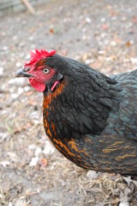 Le top 12 des races de poules qui pondent le plus