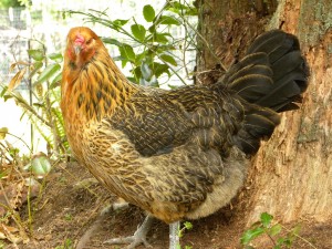 Le top 12 des races de poules qui pondent le plus