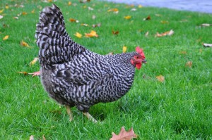 pondeuse-pondent-pond-oeufs-bonne-meilleure-race-top-classement-liste-poule-oiseaux-basse-cour-animal-animaux-compagnie-animogen-5
