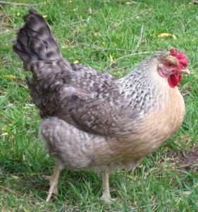 Le top 12 des races de poules qui pondent le plus